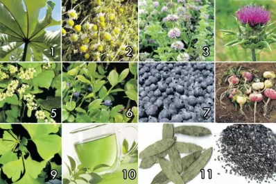 Armá tu propio botiquín de hierbas naturales