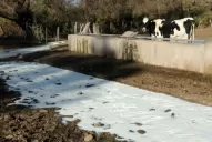 Levantaron el bloqueo y en los tambos tucumanos ya no se tirará más leche