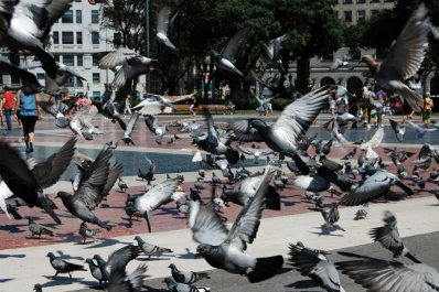 Mendoza controla la plaga de palomas con alpiste anticonceptivo