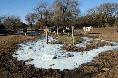Se normalizó la producción en los tambos tucumanos