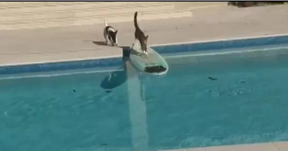 SALTO. El gato brinca a la tabla de surf y deja desorientado al perro. CAPTURA DE VIDEO.