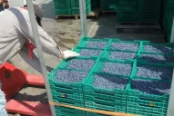 Los productores de arándanos no dejamos de perder competitividad