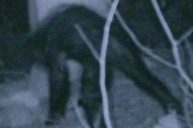 Se disfrazó de pie grande para asustar a los automovilistas y murió atropellado