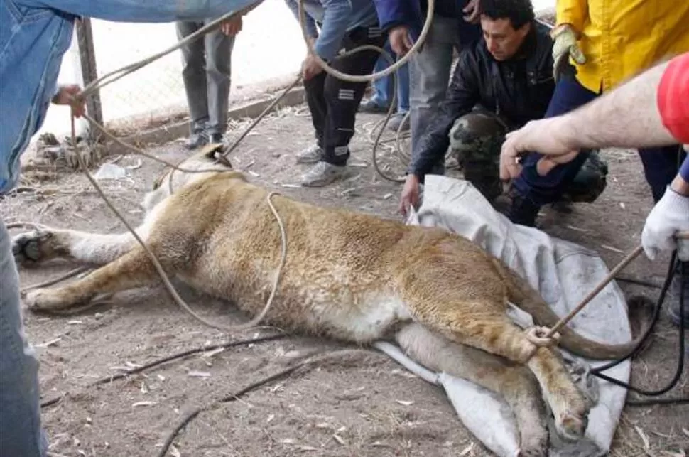 NUNCA DESPERTO. La leona murió por un cuadro de hipotermia. FOTO TOMADA DE DIARIODECUYO.COM.AR