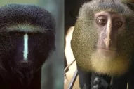 Descubren una nueva especie de mono africano