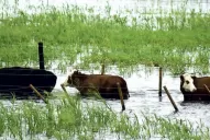 Aumentaría la contratación de seguros agrícolas