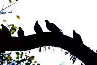 Las palomas, mensajeras de problemas