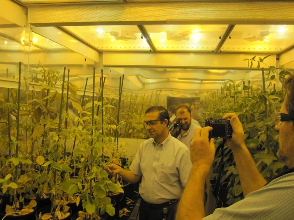 TRABAJO CIENTÍFICO. Oyarzábal explica a los periodistas la evolución que tienen las pruebas con soja en las cámaras de crecimiento en Monsanto. 