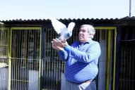 Fieles aliadas,  aún en tiempos  de banda ancha palomas en tucumán
