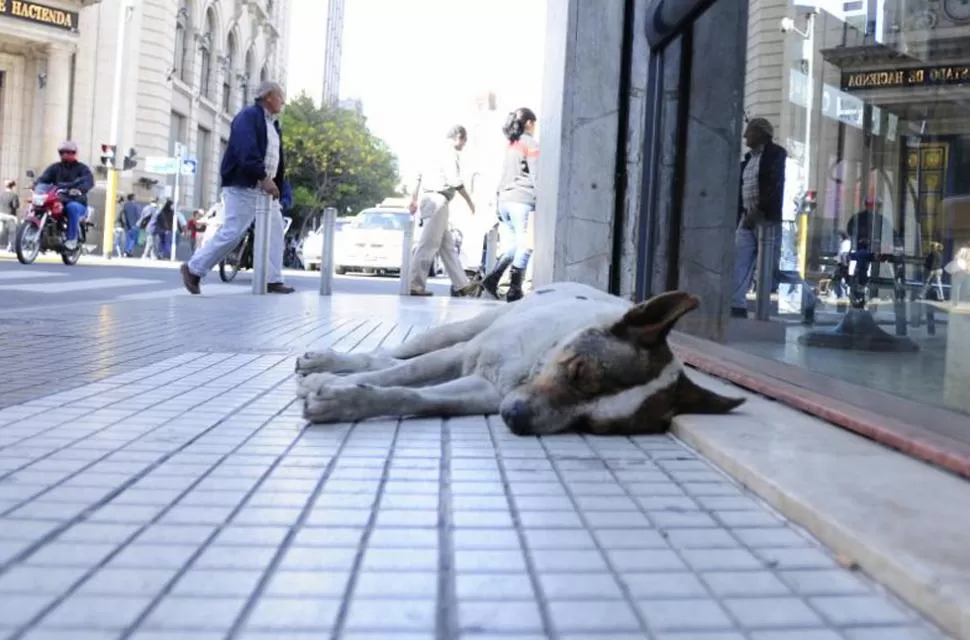 DUELE. Ver a un perro abandonado a su suerte, con frío o calor extremos, toca el corazón. Sin embargo, hay cada vez más animalitos que deambulan con hambre en las calles, las plazas y hasta en peatonales del microcentro. LA GACETA / FOTO DE ANALíA JARAMILLO