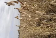 La campaña nacional de soja sufrirá recortes por la sequía 