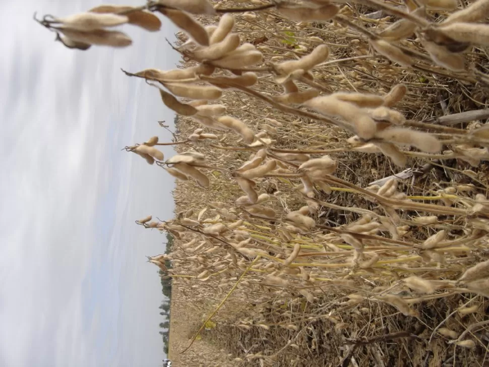 PANORAMA. La seca se sumó a la volatilidad de los precios de la soja, lo que genera mayor incertidumbre. LA GACETA / ARCHIVO
