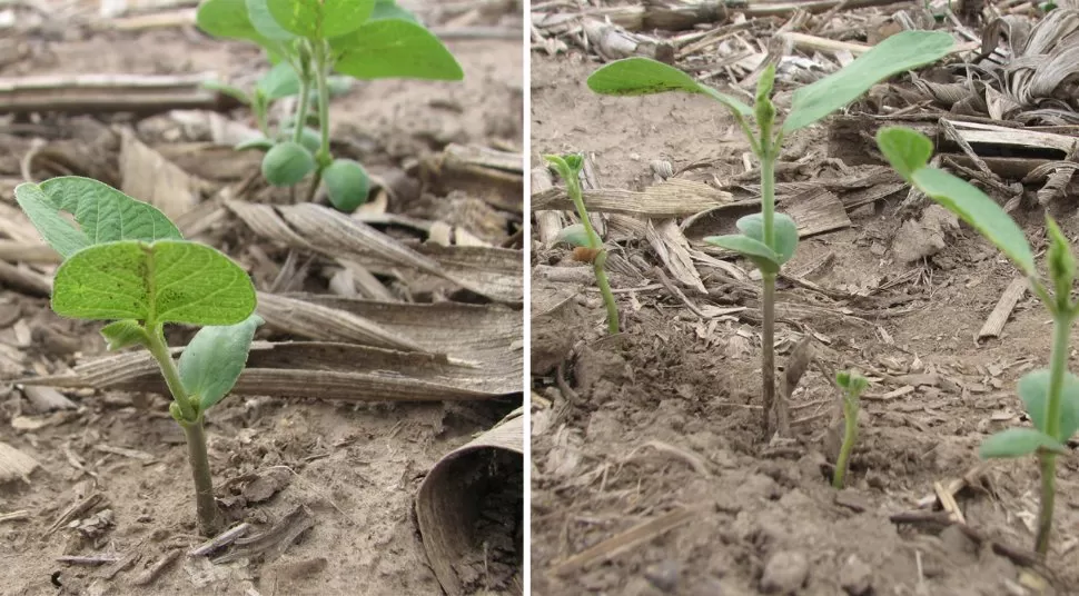 MANEJO. Los daños que provoca en las plantaciones de soja pueden llegar a matar a la plantita recién nacida. GENTILEZA ESTACION EXPERIMENTAL