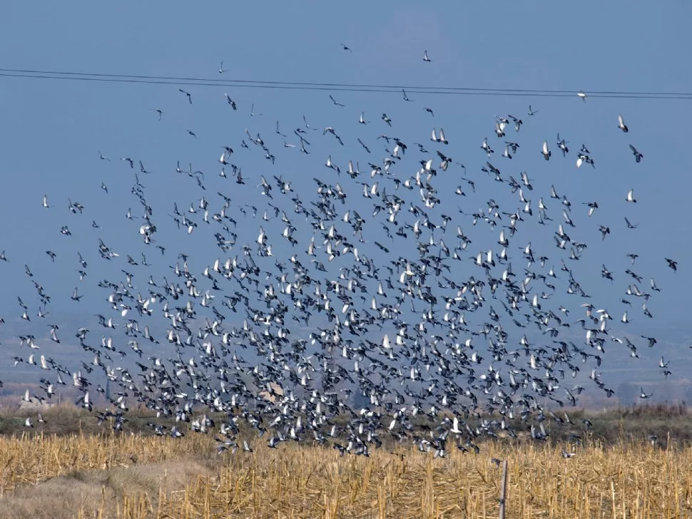 POBLACIÓN DE TORCAZA. El problema de esta especie de paloma es que lo único que regula sus poblaciones es la disponibilidad, en mayor o en menor medida, de alimento y agua en los campos, explicó el ecólogo. LA GACETA