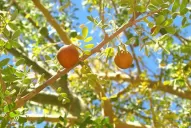 Recetas de delicias regionales