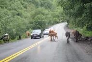 Hay asfalto nuevo y más controles camino a los Valles, pero siguen las imprudencias