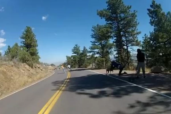 Un ciervo apareció de la nada e hizo caer a un skater en plena carrera