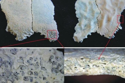 Los humanos ya consumían carne hace dos millones de años