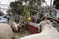 Un triunvirato dirigirá la Escuela de Agricultura