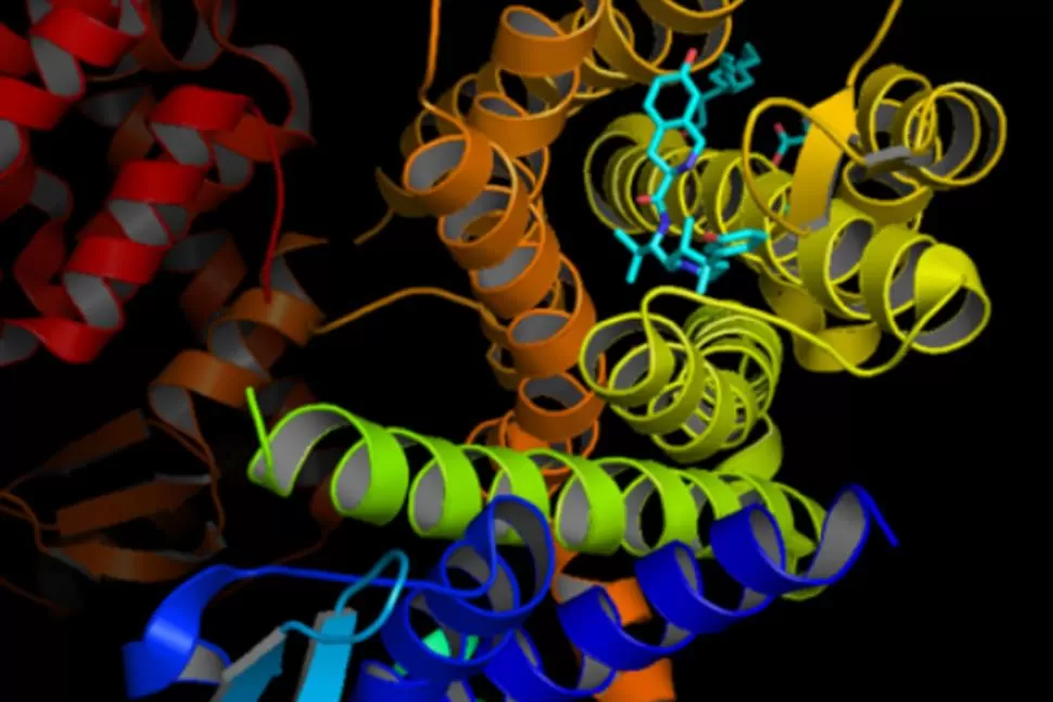 NUEVO BLANCO. Los receptores acoplados a proteínas G están involucrados en muchas enfermedades. FOTO TOMAD DE WIKIPEDIA.ORG