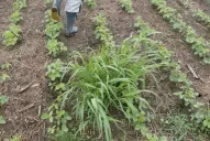 Hay que sembrar semillas  sin malezas