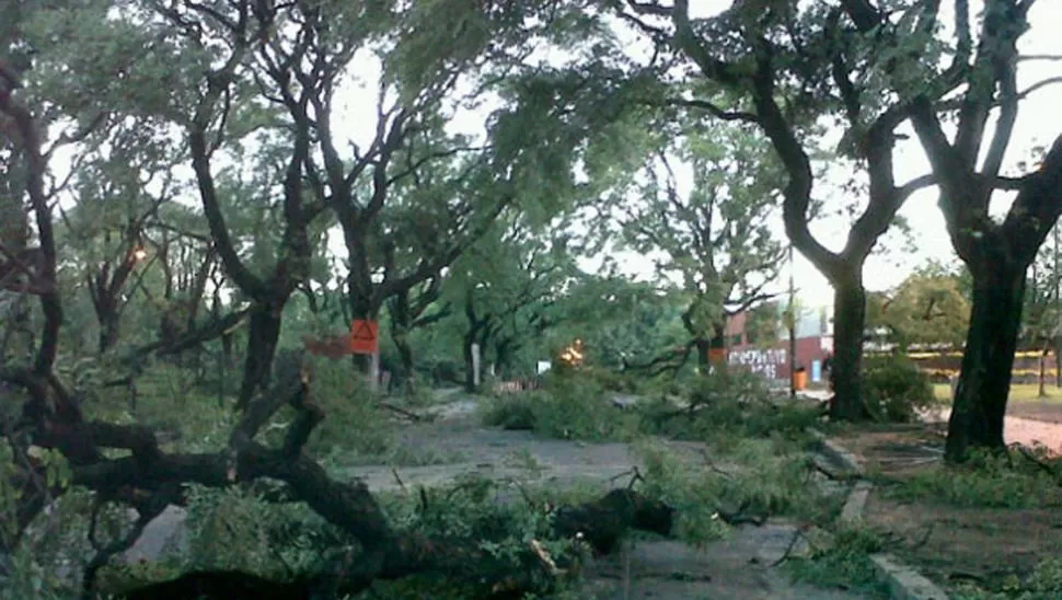 RAMAS CAIDAS. Durante la mañana diversas cuadrillas trabajaban para quitar los árboles caídos. FOTO TOMADA DE INFOBAE.COM