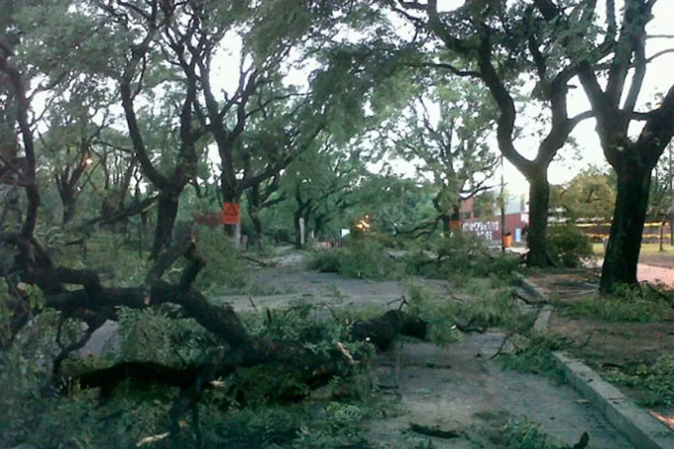 RAMAS CAIDAS. Durante la mañana diversas cuadrillas trabajaban para quitar los árboles caídos. FOTO TOMADA DE INFOBAE.COM