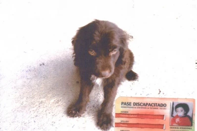 Le robaron el perro a un niño con discapacidad visual