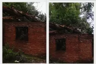 Un eucalipto cayó sobre su casa