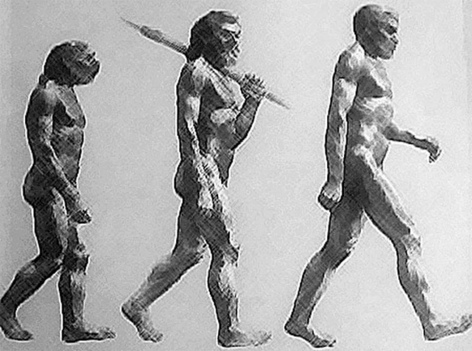La Evolución De Los Humanos Paso A Paso