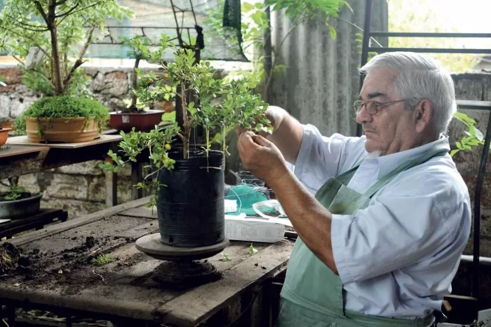 ESMERO. Carlos da forma a sus árboles podándolos y atándoles un hilo hasta que se lignifiquen o endurezcan. LA GACETA / FOTOS DE INES QUINTEROS ORIO 