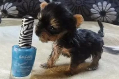 El perro más pequeño del mundo mide 10 centímetros