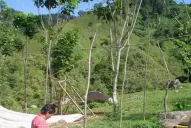 Para 2014 se prevé forestar unas 1.000 ha