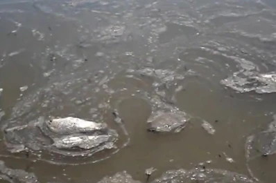 Detectan otra mortandad de peces en El Frontal