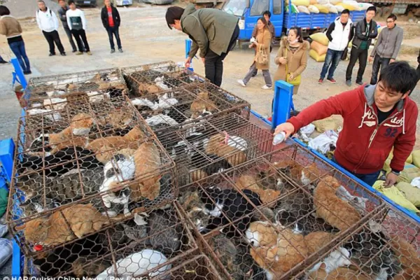 Salvan a 500 gatos que iban a ser vendidos a un restaurante chino