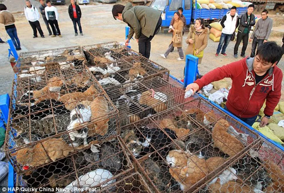 INCREÍBLE. Los gatos se encontraban amontonados en jaulas. FOTOS TOMDAS DE DAILYMAIL.CO.UK (HAP/Quirky China News/ Rex Feat)
