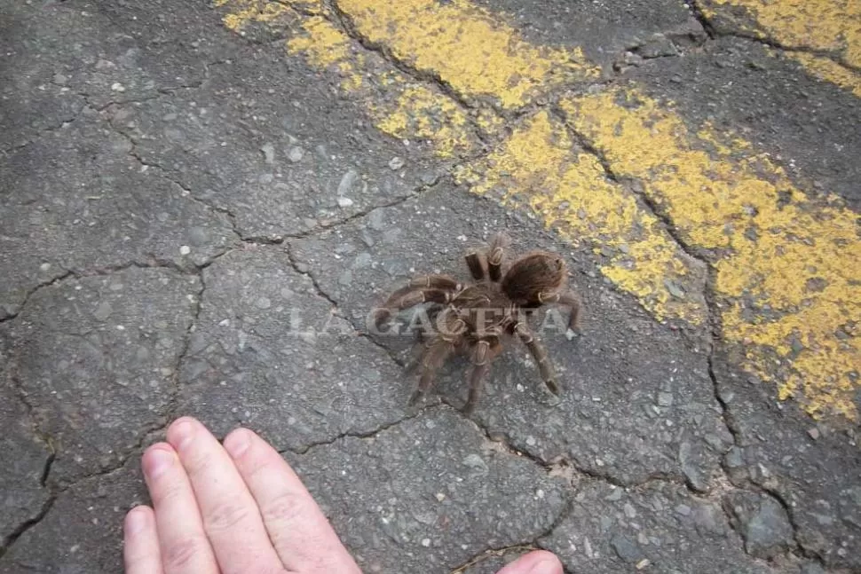 Encontró una tarántula y la ayudó a cruzar