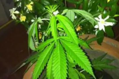 La marihuana de una legisladora generó revuelo