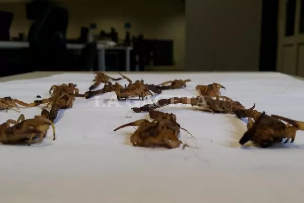 La rodearon unos 20 alacranes en un dormitorio