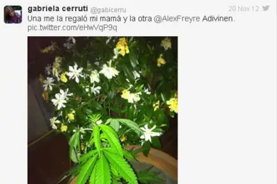 Es inconstitucional la norma que castiga el cultivo de marihuana para consumo personal