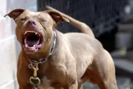Los perros de razas peligrosas están fuera de control