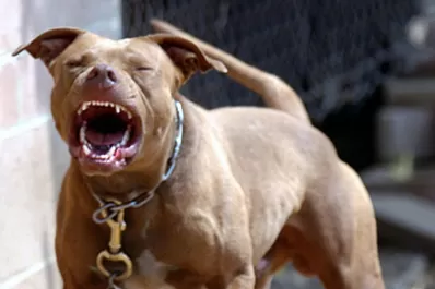 Los perros de razas peligrosas están fuera de control