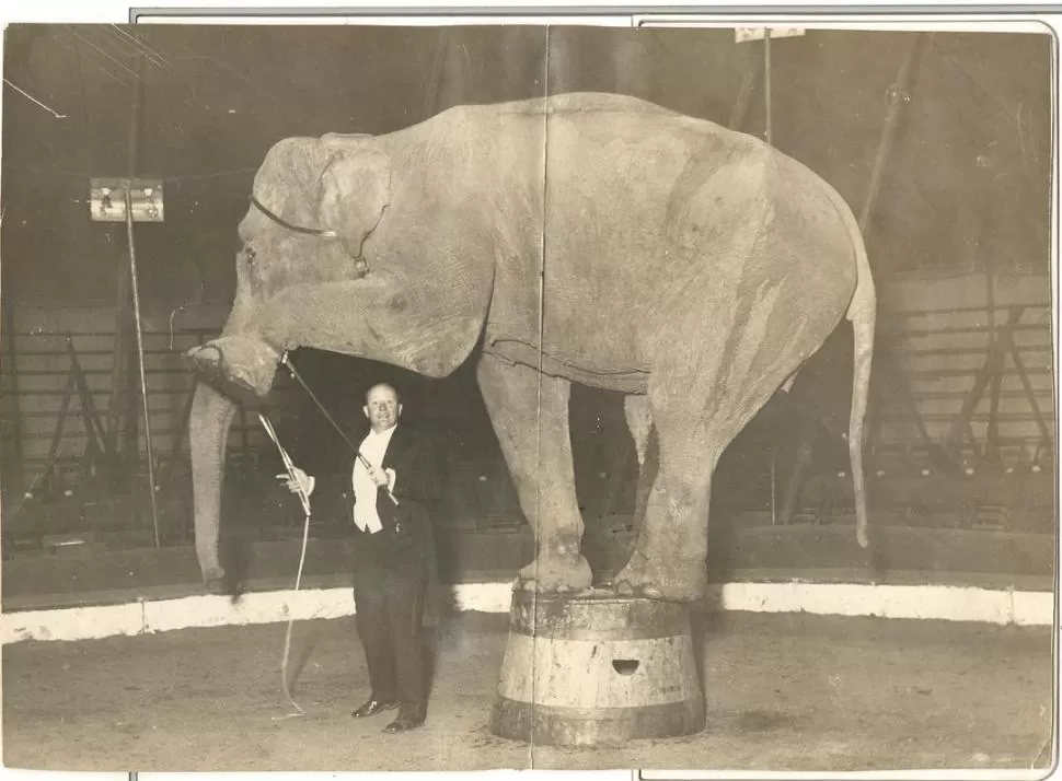 EN PLENO SHOW. Ernestina hace su gracia en el circo Berlín, donde acabó por desplazar al fusilado elefante King. LA GACETA / ARCHIVO
