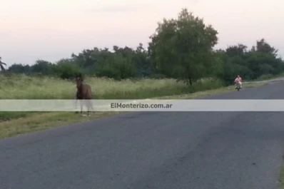 Un potrillo embistió a un motociclista en Monteros
