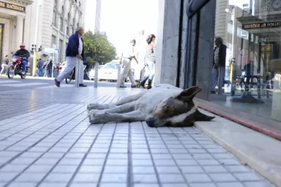 Perros vagabundos