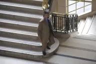 Según el juez Piedrabuena, la causa no tiene que politizarse