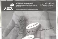Con la legalización de la marihuana es posible arrebatarle el 75% del mercado a los narcos