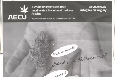 Con la legalización de la marihuana es posible arrebatarle el 75% del mercado a los narcos