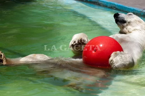 El último oso polar porteño murió por la ola de calor