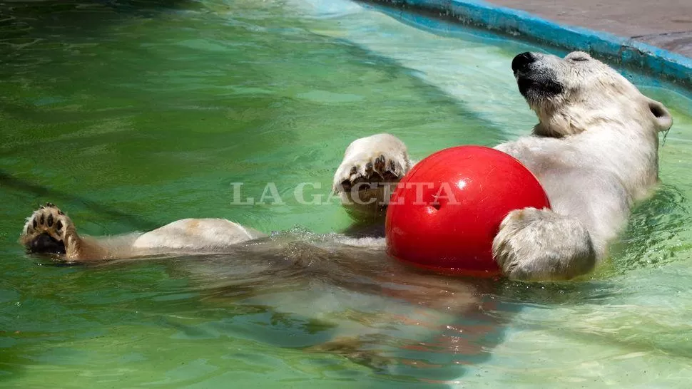 WINNER. El zoológico recibió críticas tras la muerte del oso polar. LA GACETA / FOTO DE PABLO SOLER